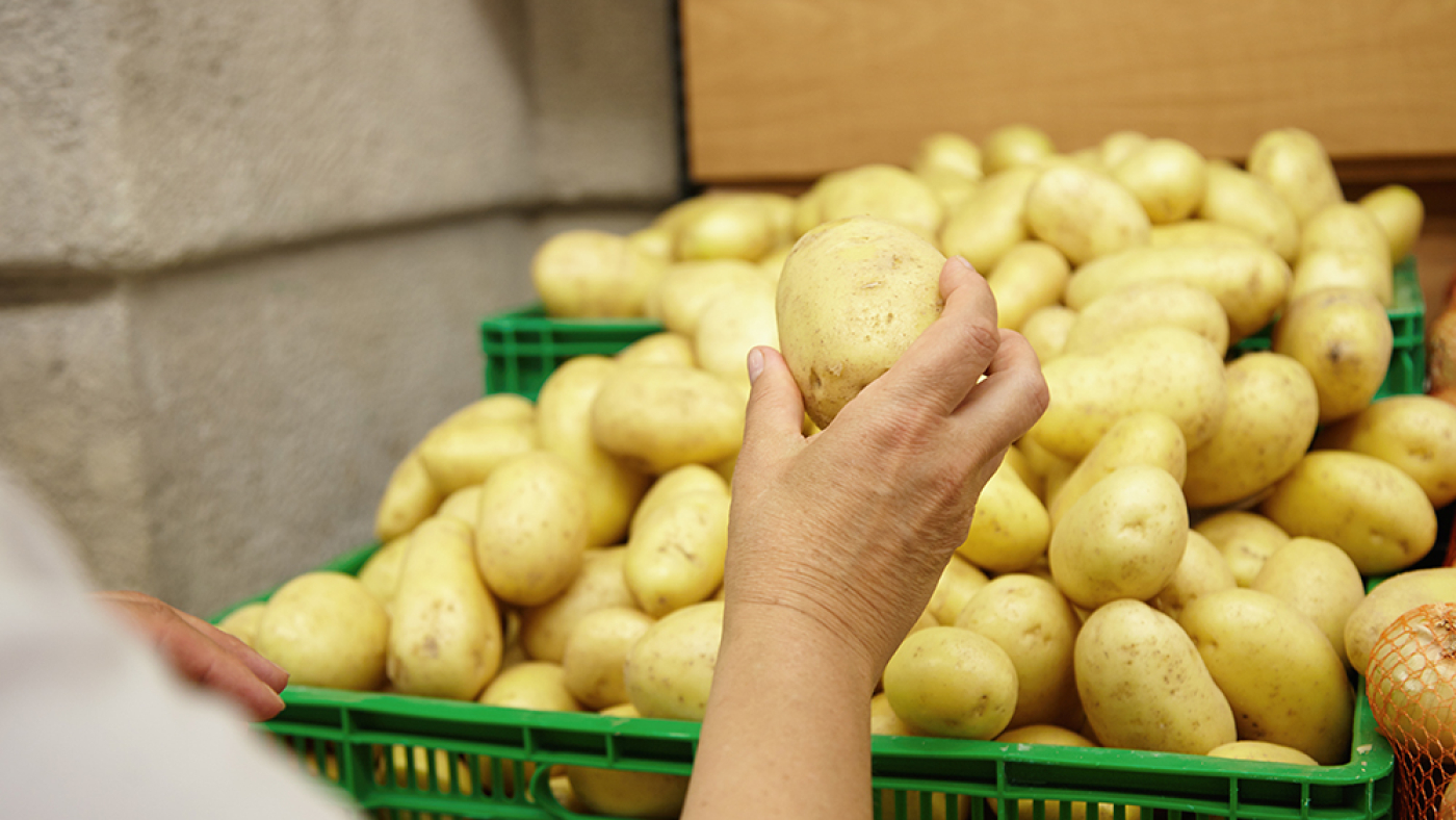 Cropped portrait of senior Caucasian woman stretching hand with big potato in it, ready to put it in her basket while shopping in supermarket, looking for vegetables for cooking family dinner