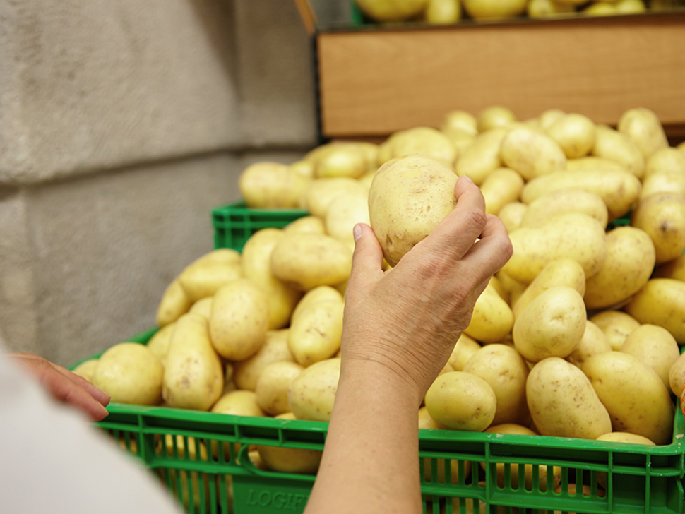 Cropped portrait of senior Caucasian woman stretching hand with big potato in it, ready to put it in her basket while shopping in supermarket, looking for vegetables for cooking family dinner