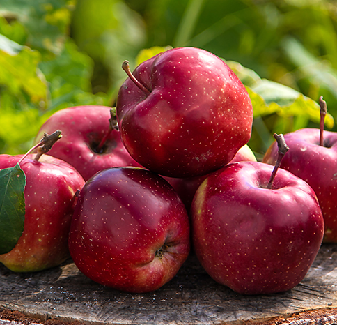 Apple harvest in the garden. Selective focus. Food,