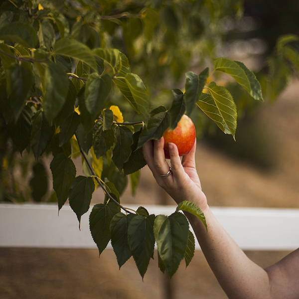 hand-holding-rip-apple-tree