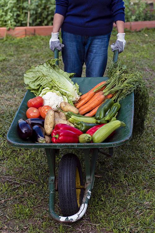 high-angle-gardener-holding-wheelbarrow-with-vegetables