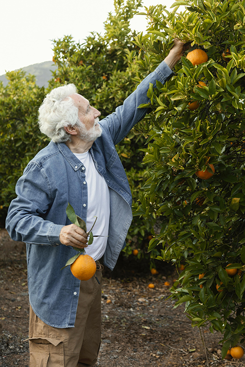 senior-man-harvesting-orange-trees